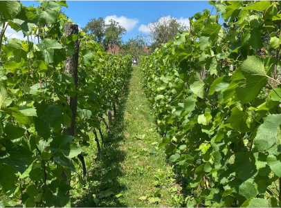 domaine vigneron à Guérard près de Coulommiers en Seine-et-Marne 77